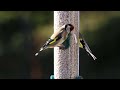 goldfinches feeding on sunflower hearts