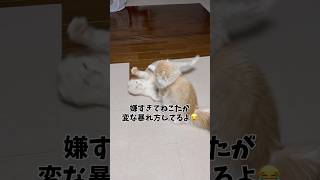 ちょっかいをかけられ続けた兄猫が変な暴れ方をしました。笑　#ねこたとねこまる #猫 #ねこ #猫のいる暮らし #cat #catoftheday