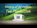 Ceylon Tea -  History of Sri Lankan Tea Plantation