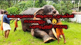 മണിമല ബിനു ചേട്ടൻ പറഞ്ഞത് കേട്ട് സാധു പേടിച്ചു പോയി... 🙄🐘