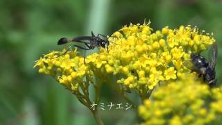 ８月の野の花 平尾台