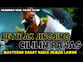 VIRAL BABAT ABISS!! PETULAK JINGJING SAMBUNG CILILIN PANAS MEWAH || PETULAK JINGJING VS CILILIN