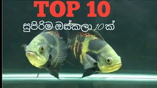 top 10 oscar fish/ සුපිරිම ඔස්කා මසුන් 10 ක්‌