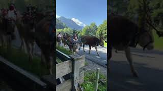 Almabtrieb in Tirol (cattle drive) #shorts