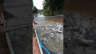 Budidaya ikan patin Keramba apung,  nunggu Masa panen