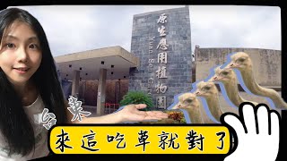 台東原生應用植物園 有免費的草我還不餵爆？