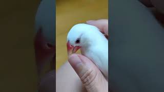 文鳥も熱中症になりますのでご注意を!!!