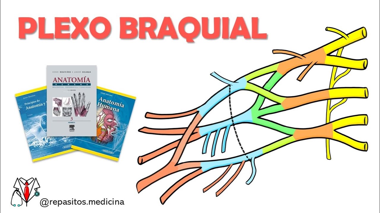 Plexo Braquial - Anatomía Fácil - YouTube