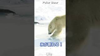 割れてズッコケ！ホッキョクグマ「リラ」#Polarbear #shorts