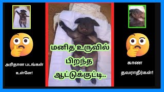 மனிதனாக பிறந்த ஆடு |Human goat| Trending video on youtube