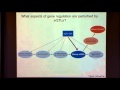 Genetic Variation in Gene Regulation