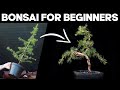 How to Make Bonsai for Beginners 🌲*EASY*