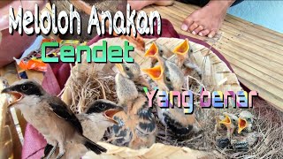 CARA MELOLOH ANAKAN BURUNG CENDET AGAR SEHAT & CERDAS