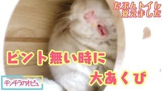 チンチラをお迎えして5ヶ月目！トイレに関する変化