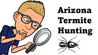 How to Spot Termites in Your Arizona Home