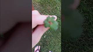 i found a 7 leaf clover!!!!