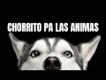 Feid - CHORRITO PA LAS ANIMAS (Letra/Lyrics)