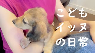 子犬の遊び事情【ミニチュアダックスフンド 子犬の日常に密着】