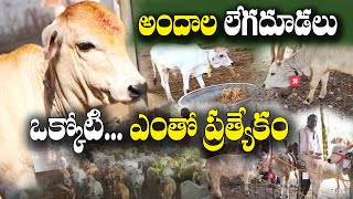 నేటి లేగ దూడలే రేపటి పాడి పశువులు | Beautiful Calfs | Dr. Ramakrishna