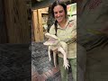 albino gator smiles while getting a bath 😳🐊🧼