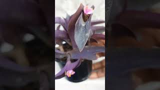 Beautiful Purple heart plant #garden #shortvideo