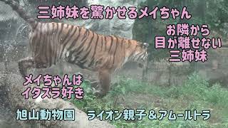 旭山動物園　三姉妹を驚かせるメイちゃん　メイちゃんはイタズラ好き　お隣から目が離せない三姉妹　オリト＆イオちゃんファミリー