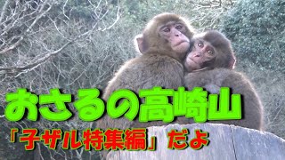 おさるの高崎山「子ザル特集編」だよ