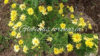 como tener hermosas flores de Glebionis coronaria  cuidados sencillos y más