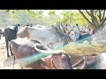 എടക്കര 08 02 2025 ൽ ചന്തയിലെ കാഴ്ചകൾ kala cow beefcattle buffalo farming beefs meat cow