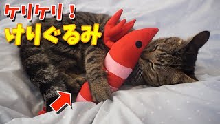 ケリケリ！けりぐるみにニャンコ大興奮！【すずとコテツ】