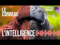 Pourquoi le corbeau est un oiseau de malheur (1/4) | Mécaniques du vivant, saison 3 : le corbeau