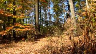 logging  yellow-poplar in an Indiana woodlot