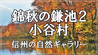 【信州の自然ギャラリー】95.錦秋の鎌池2 小谷村