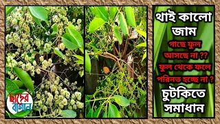 টবে থাই কালো জাম গাছের বিশেষ পরিচর্যা। Thai Black Jamun Plant in Pot