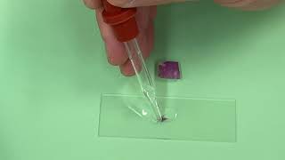7 Red Onion Wet Mount Slide Preparation