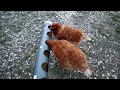 como hacer un comedero para nuestras gallinas comedero casero con tubo de pvc