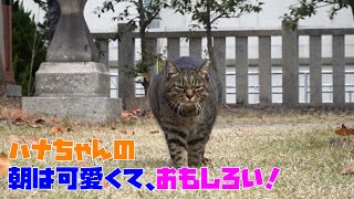 ハナちゃんの冬の朝は可愛くて、おもしろい！？😍😻　It is a cat which lives in the park.