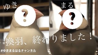 【換羽】大変身しました。雛→成鳥へ！【ゆき＆まる:４ヶ月】 java sparrow