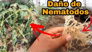 Daño de NEMÁTODOS en el cultivo de TOMATE./ El causante de muchas enfermedades.