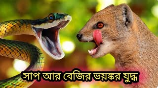 বেজি ও সাপের লড়াইয়ে সাপের মৃত্যু ! দেখলে অবাক হবেন | সাপ বনাম নকুল বাস্তব যুদ্ধ |mongoose vs snake