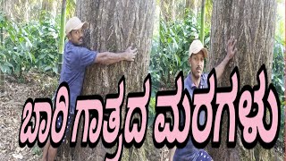 ನಿತ್ಯಹರಿಧ್ವರ್ಣ ಕಾಡು ಮರಗಳು ep-1 ll ಎಲೆ ಉದುರುವ ಕಾಡಿನ ಮರ ll ಬಹುಮುಖಿ