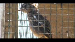 Playtube Pk Ultimate Video Sharing Website