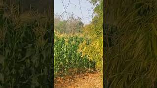 Maize crop  (Silage production ) Cuttel feed