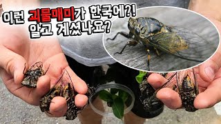 영상 최초로 데시벨터졌습니다. 한국 괴물매미 클라스 ㅋㅋㅋㅋ 이런게 살고있는줄 아셨나요?