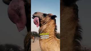 Camels: Crazy Facts 😱