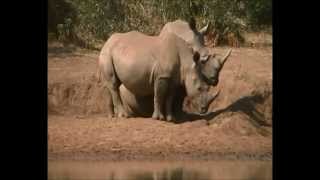 Rinoceronti in Mkhaya Game Reserve, Lubombo, Swaziland by Francesco Leto