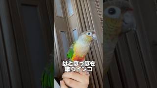 鳩ぽっぽを歌うインコ【ウロコインコのぽぽ】