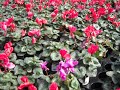 cyclamen fall and winter color gardening bedding plant.avi