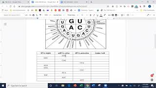 Codon Worksheet Instructions