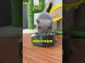 如何以其猫之道还治其身2.0版本...